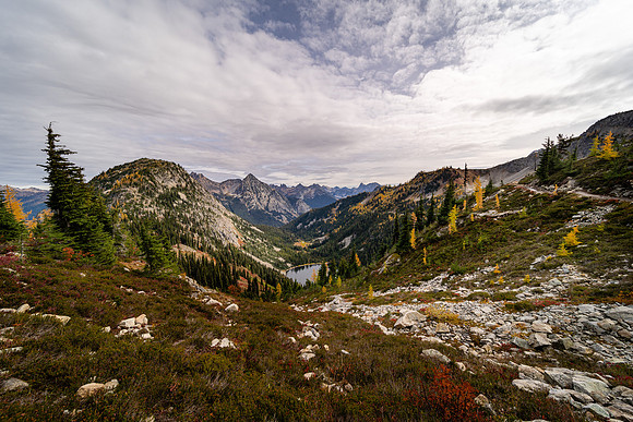 MaplePass-37