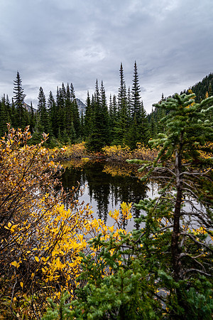 MaplePass-10