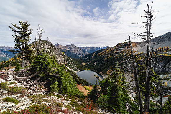 MaplePass-38